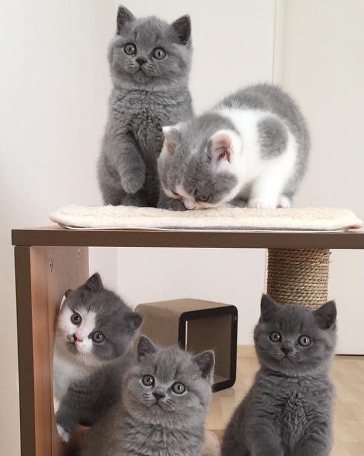 British Shorthair Kitten in the Vets Office: What to Expect