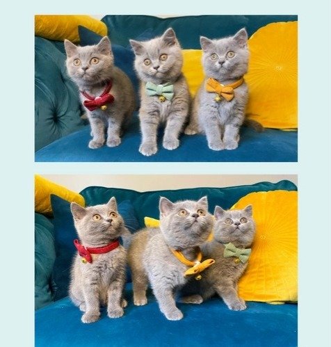 Adorable British Shorthair Kittens: Your Perfect Feline Companion Awaits!