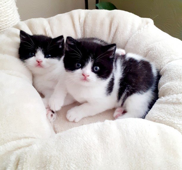 Why British Shorthair Kittens Are Perfect Pets for Hong Kong Homes