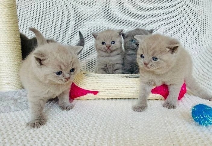 Top 5 Tips for Finding British Shorthair Kittens in the U.S.