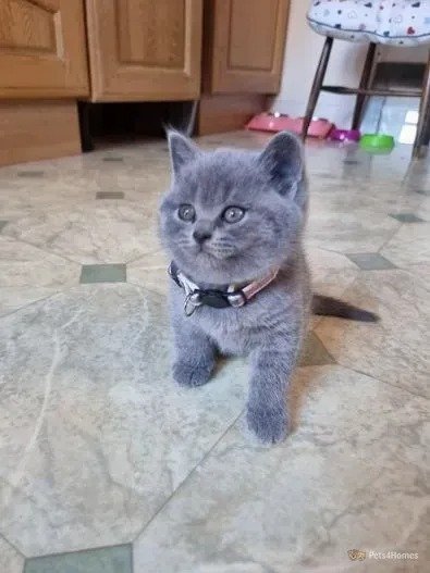 Where to Adopt or Buy a British Shorthair Cat in America