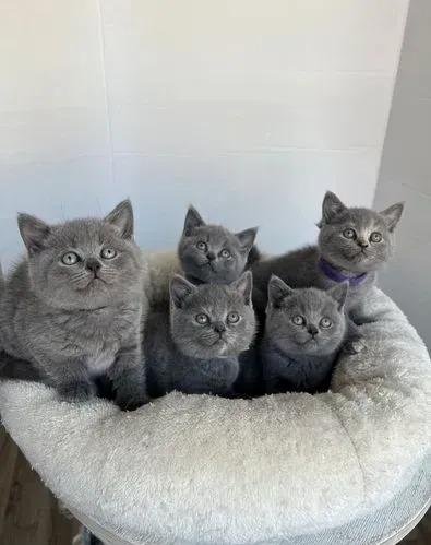 Where to Find Reputable British Shorthair Breeders Near You