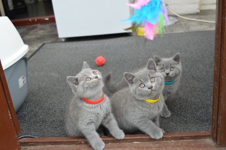 A Guide to Adopting a British Shorthair Cat in the United States