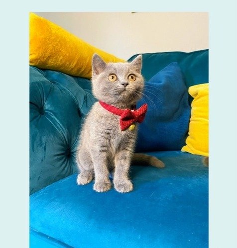 Unlock British Charm: Exclusive Shorthair Cats for Sale in America!