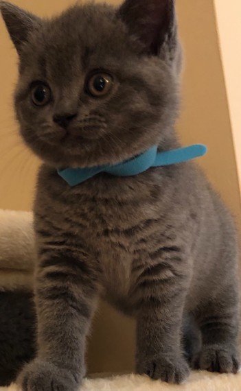 Where to Buy British Shorthair Kittens: A Shopper’s Guide