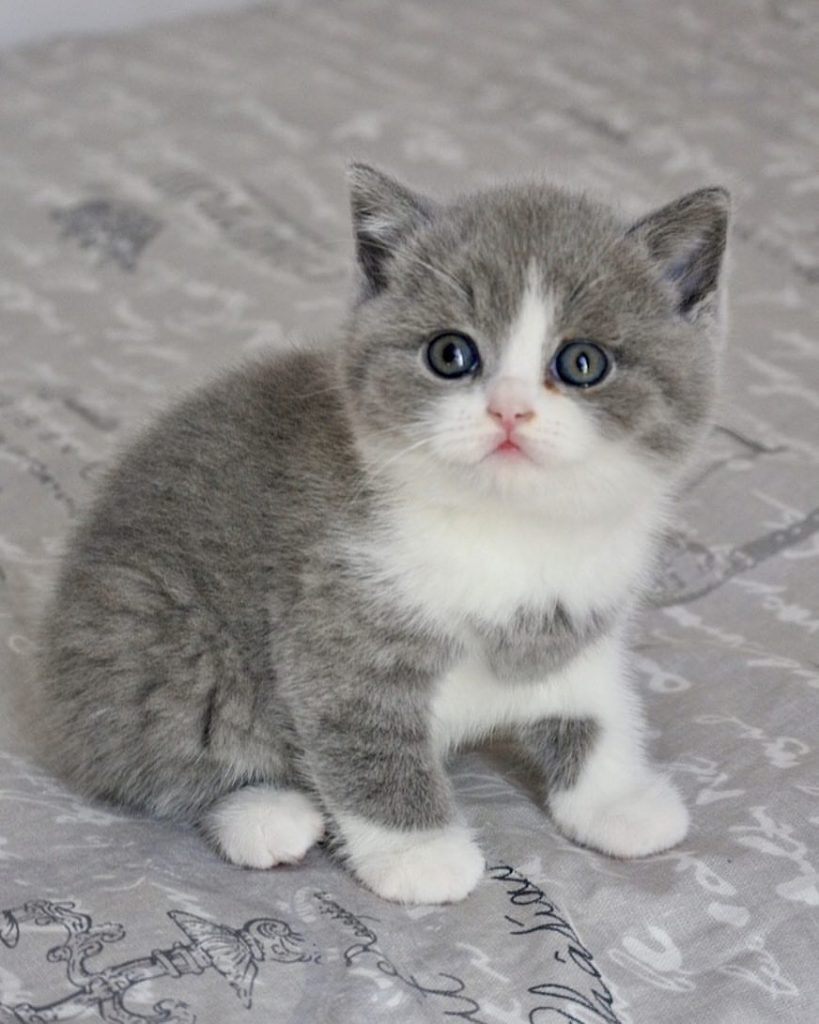 Adopt British Royalty: Shorthair Cats for Sale Near You!