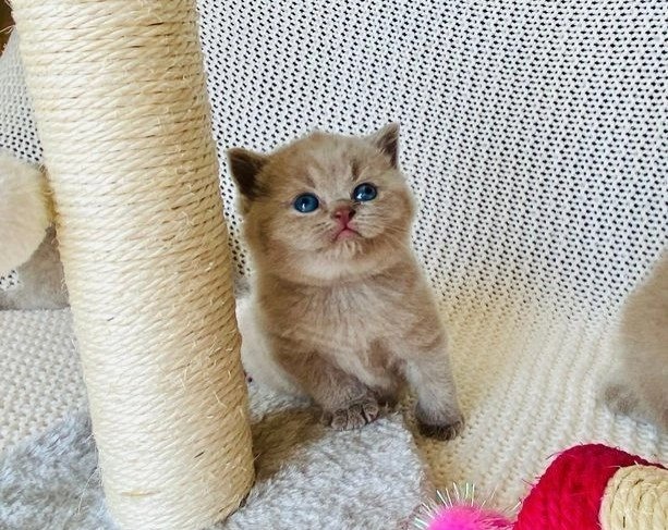 How to Choose a Reputable Breeder for British Shorthairs in America