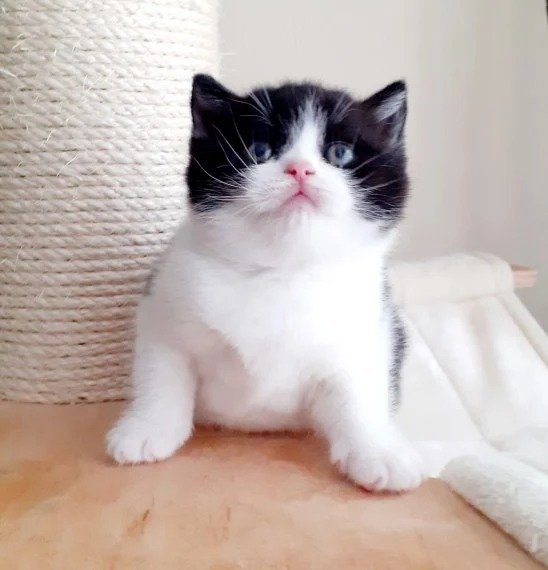 Where to Adopt or Buy British Shorthair Cats in the States