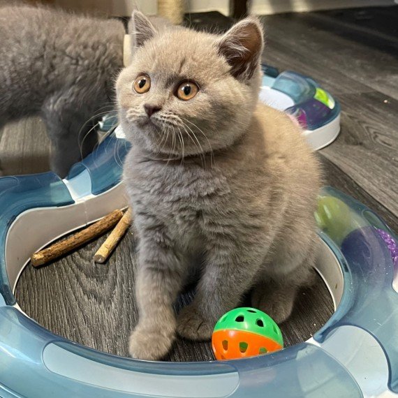British Shorthair Cats: Where to Buy and What to Know