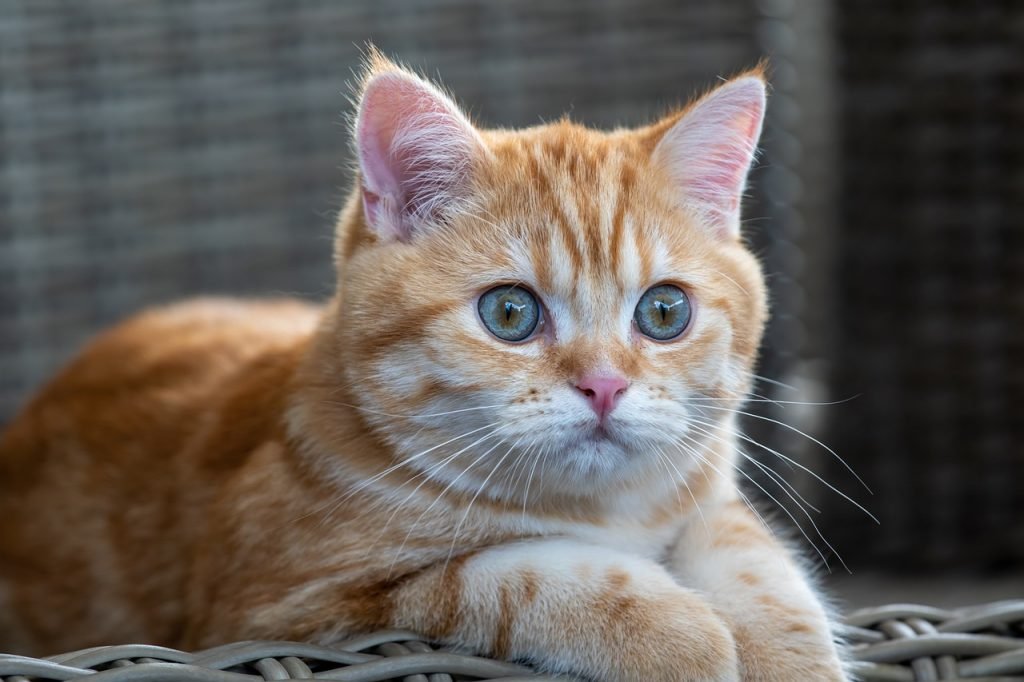 Top 5 Places to Find British Shorthair Kittens in the U.S.