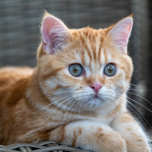 Unlock Feline Elegance: Adopt a British Shorthair Today!