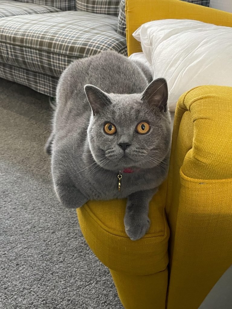 Discover the British Shorthair Kitten Craze Sweeping the Nation!