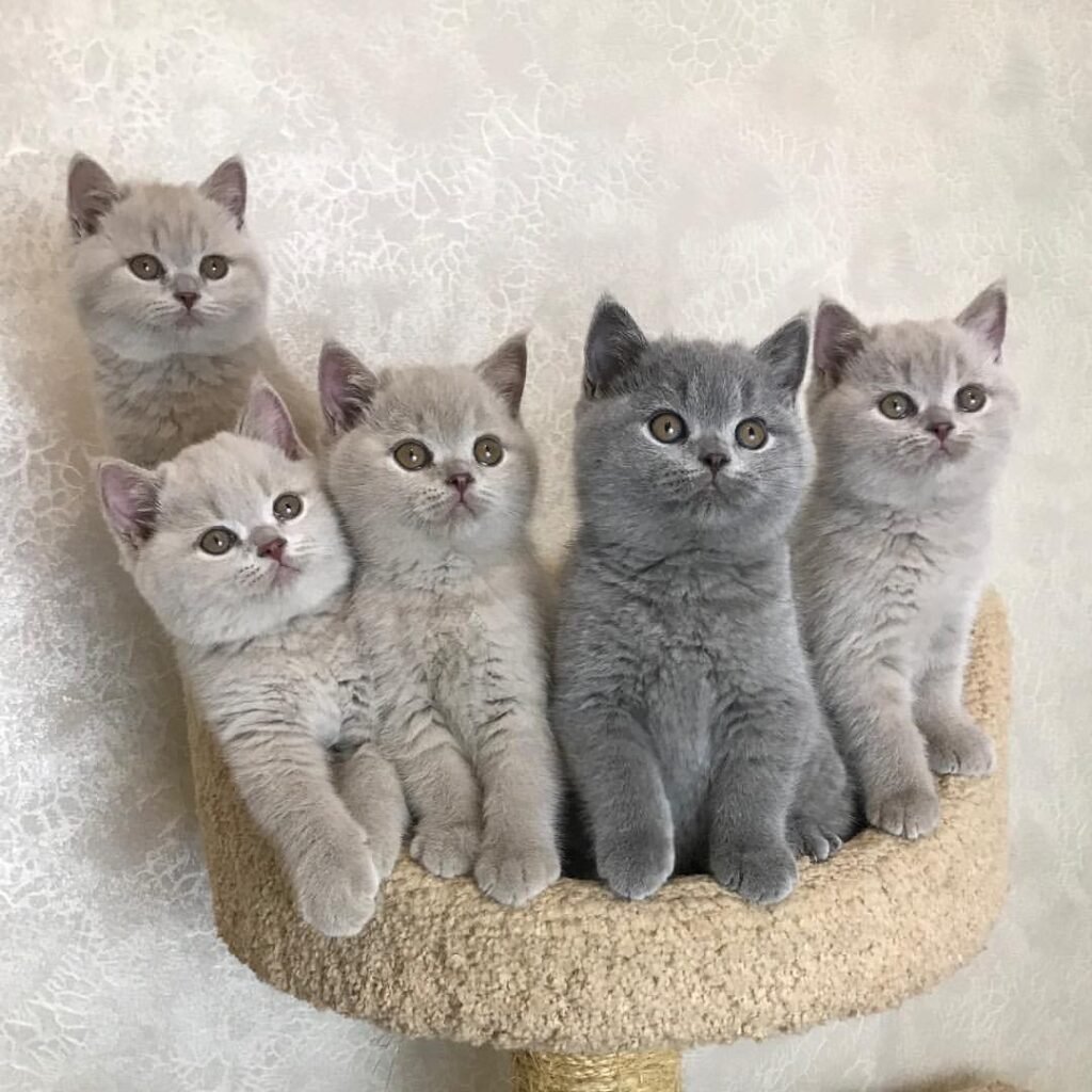 Discover Adorable British Shorthairs: Find Your New Feline Friend Today!