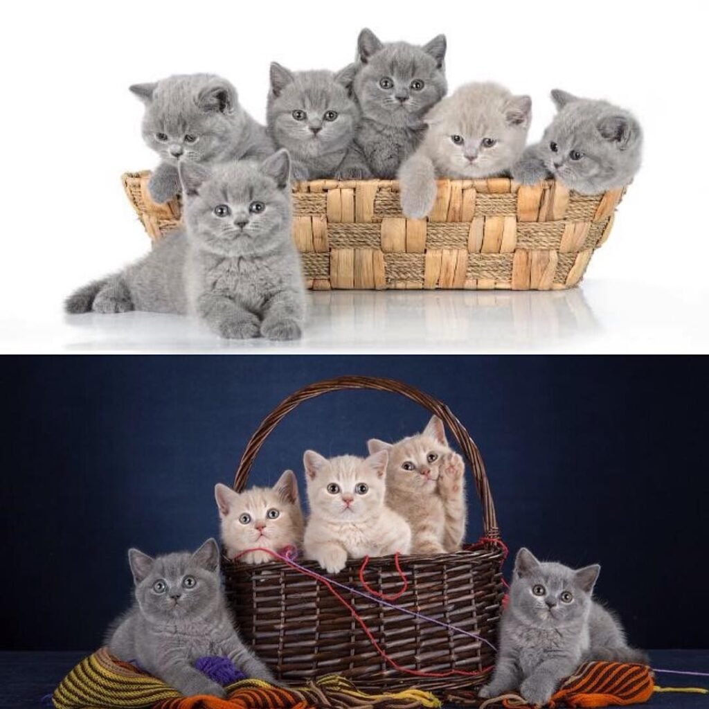 10 Reasons to Adopt a British Shorthair Kitten Today