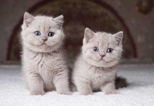 How to Prepare Your Home for a British Shorthair Kitten
