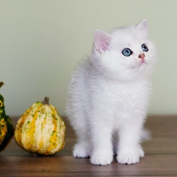 Royal Felines: British Shorthairs Capture Hearts Across the USA