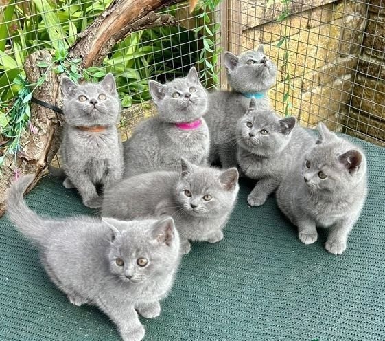 British Shorthair in the Movies: Famous Feline Stars