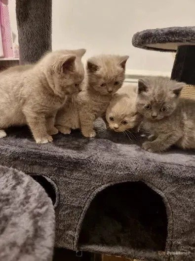 Why British Shorthair Kittens Make the Best Companions
