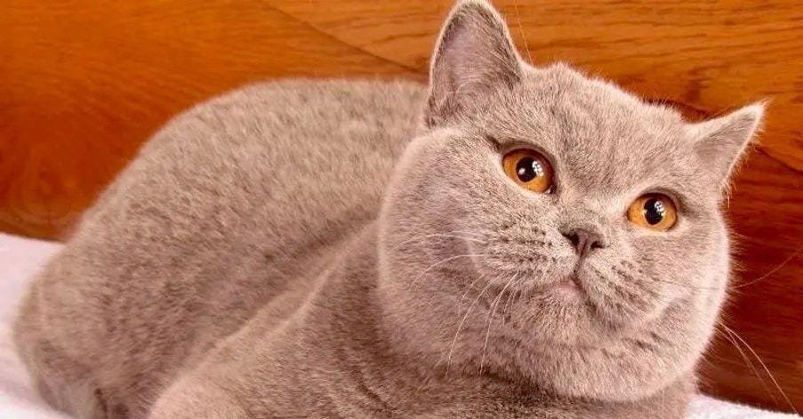 Discover The Cutest British Shorthair Kittens For Sale Today!