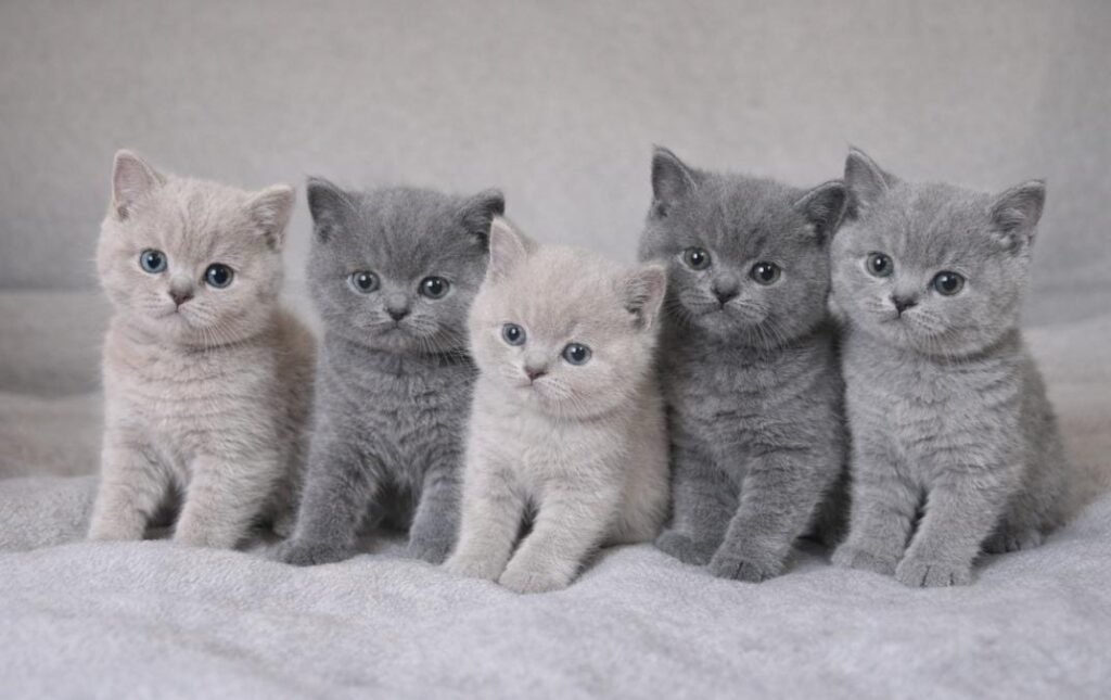 Why British Shorthair Kittens Are Capturing American Hearts!