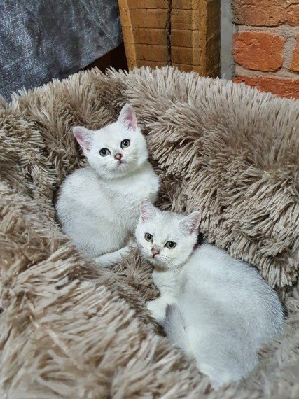 Irresistible British Shorthair Kittens Await Their Forever Homes!