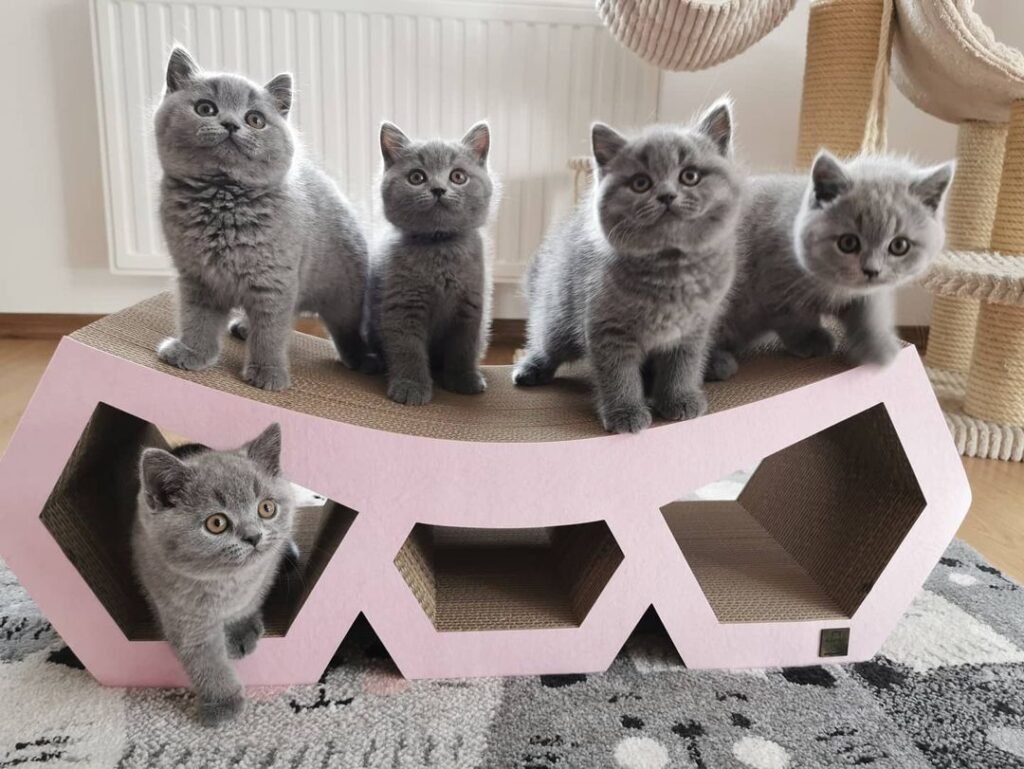 Irresistible Charm: Own a British Shorthair Kitten Today!