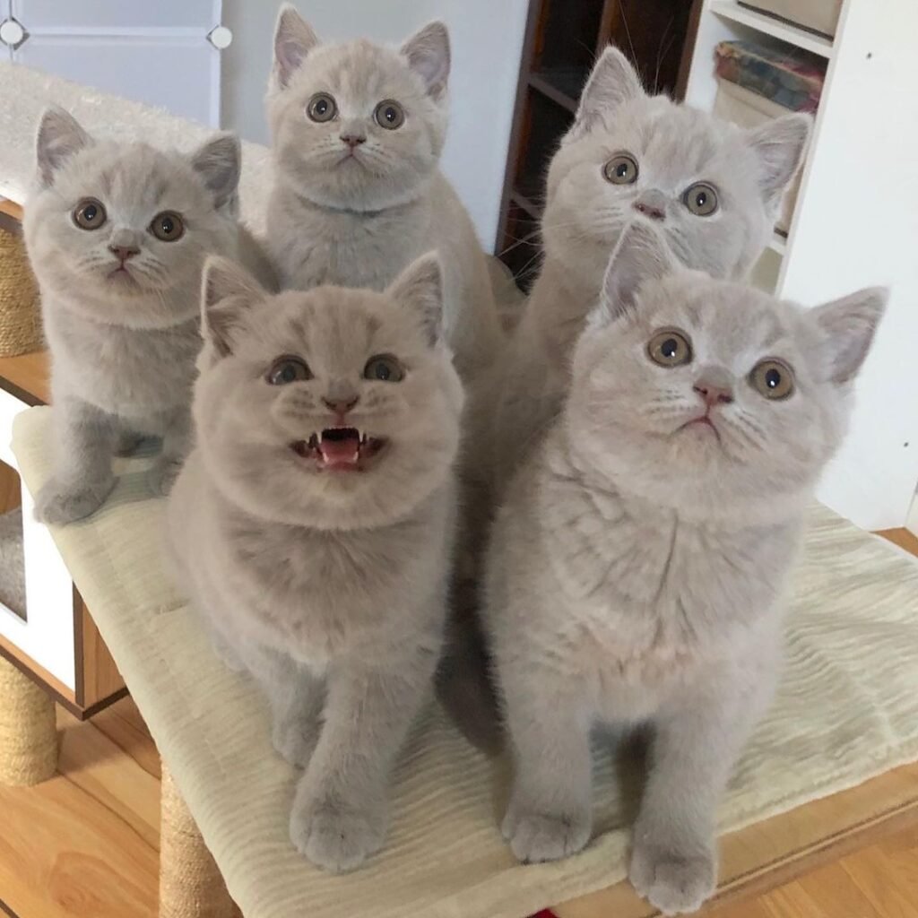 How to Choose the Perfect British Shorthair