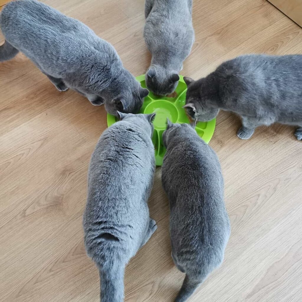 Step-by-Step Guide to Adopting a British Shorthair Kitten