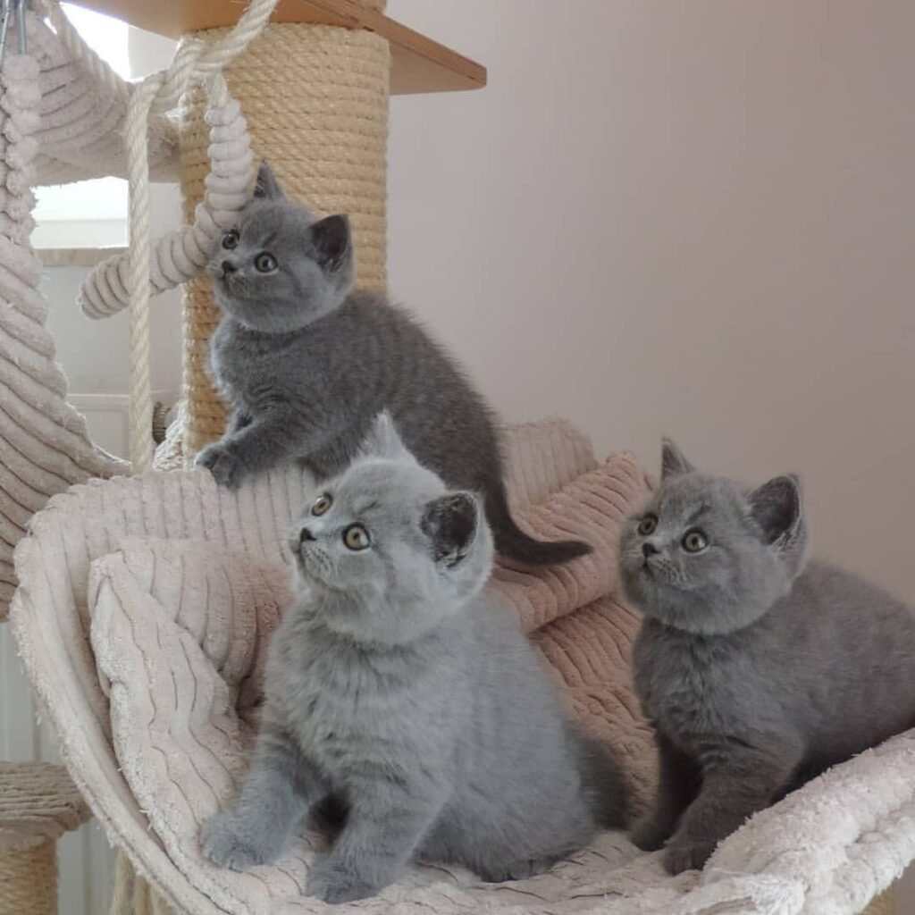 Top 5 Tips for Buying a British Shorthair Kitten in the USA