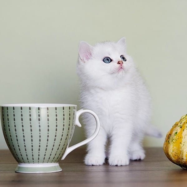 Where to Find Authentic British Shorthair Kittens U.S.