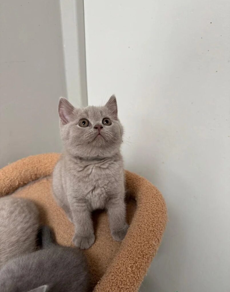 British Shorthair Kitten in the Family: Building Strong Bonds