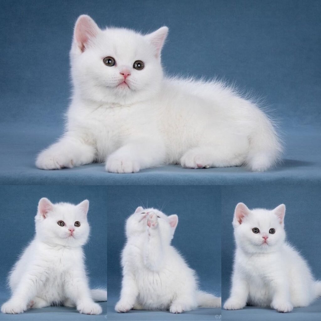 The Ultimate British Shorthair Shopping List Guide