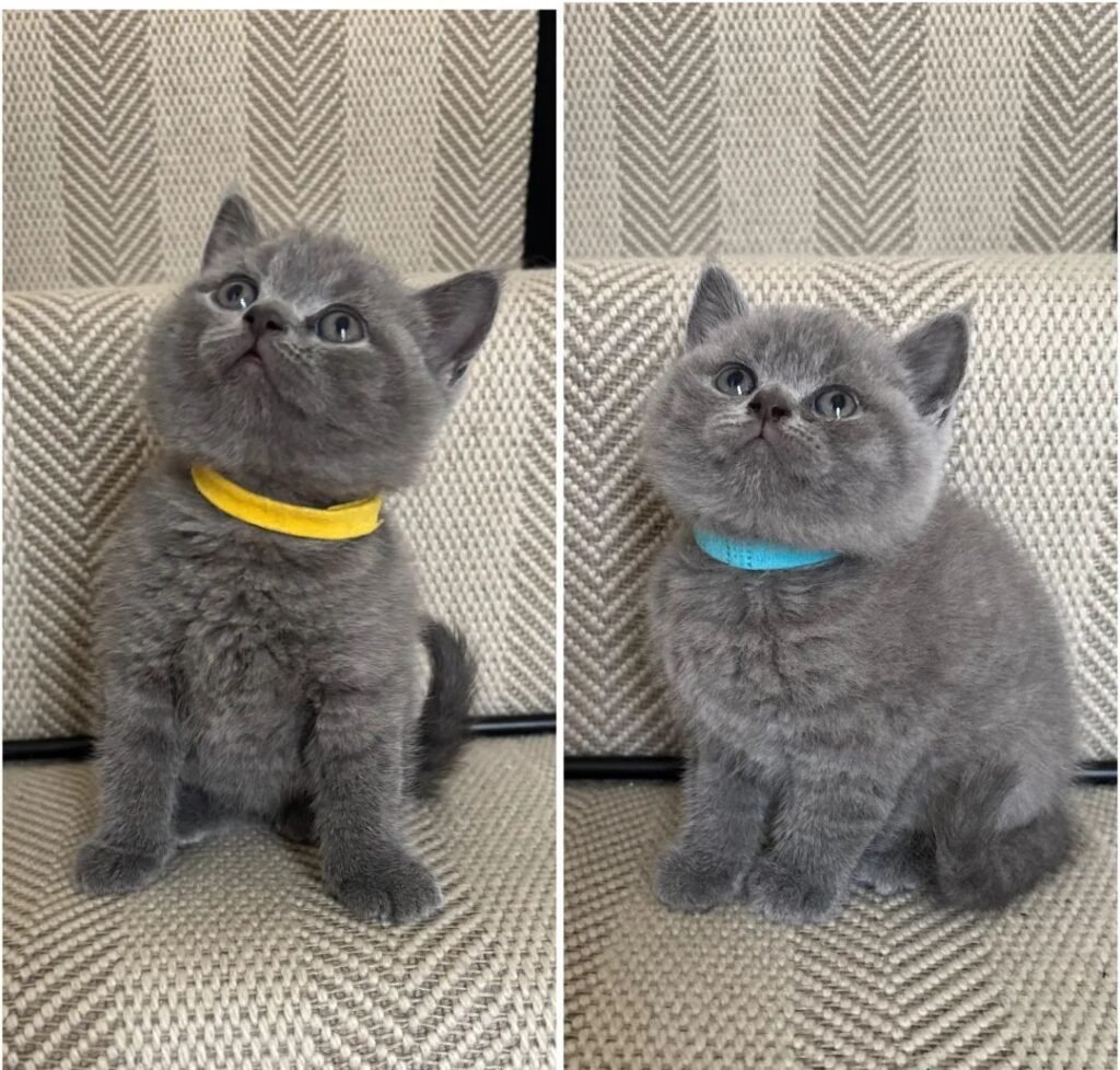 British Shorthair Kitten: The Feline Sensation Captivating America!