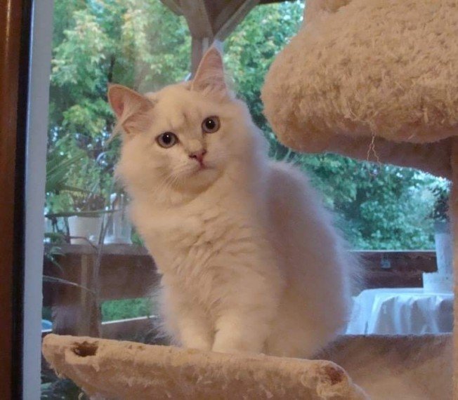 The Ultimate Guide to British Shorthair Kittens Taking Over USA!