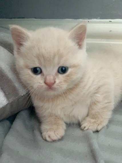 Top 10 British Shorthair Must-Haves in the U.S. Pet Market