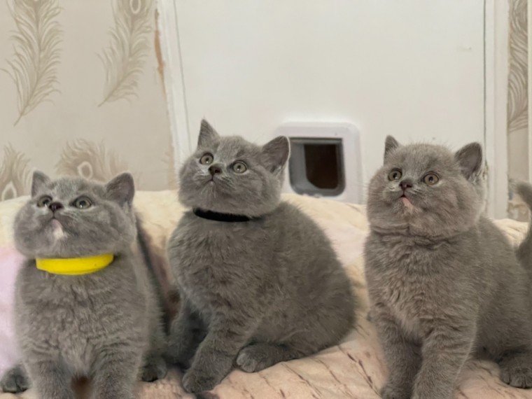 Top 10 British Shorthair Breeders in the United States