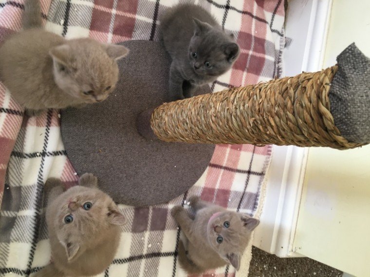 5 Things to Know Before Buying a British Shorthair Kitten