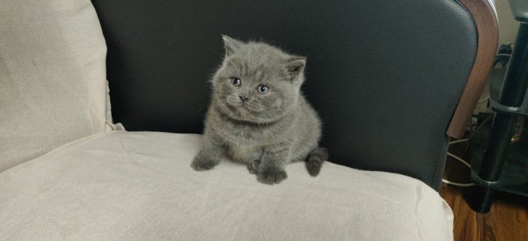 British Shorthair Kittens