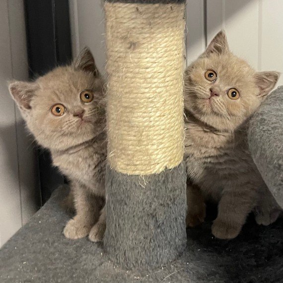 British Shorthair in the US: What Owners Need to Know