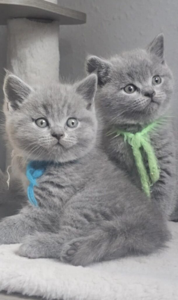 Why Adopt a British Shorthair Kitten in the States? Top Reasons Explained