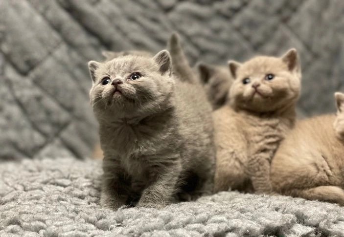 Discover the Adorable Charm of British Shorthair Kittens Today!