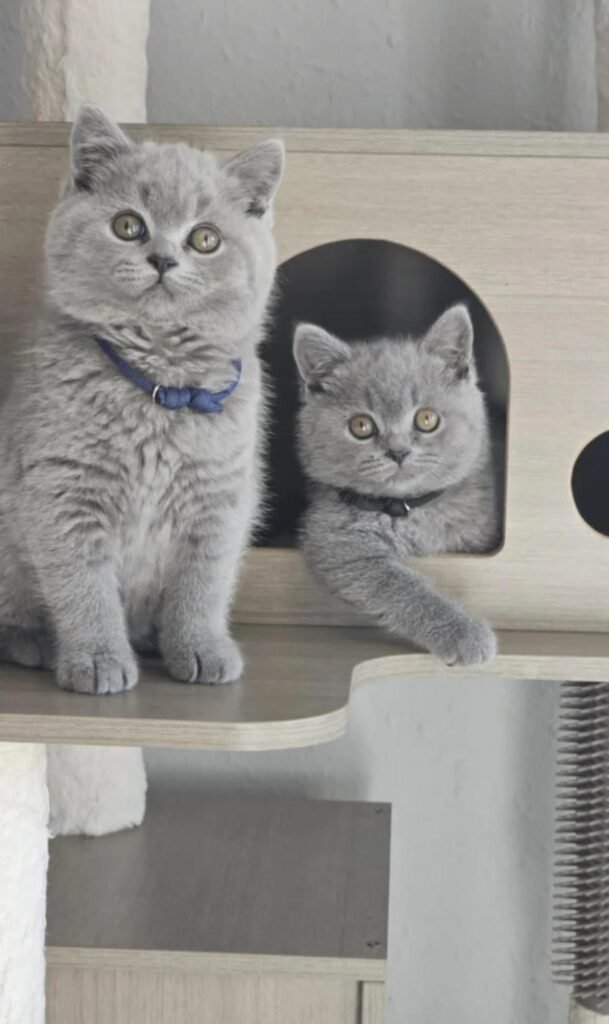 Unlocking the Mystery: Locating Local British Shorthair Kittens for Sale