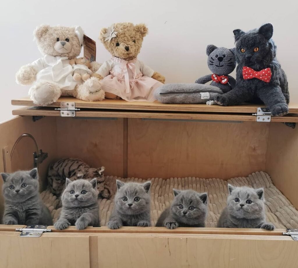 Get Your Dream British Shorthair: Americas Most Adorable Feline for Sale!