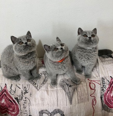 How to Keep Your British Shorthair Happy and Healthy