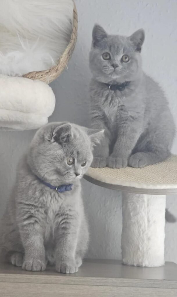 how much does a british shorthair kitten cost