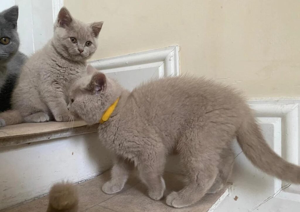 Top 5 Tips for Buying a British Shorthair Kitten in the US