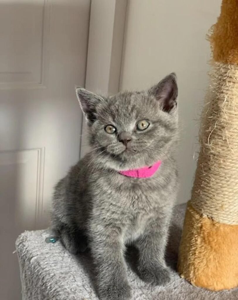 Essential Guide to Selecting Your Perfect British Shorthair Kitten