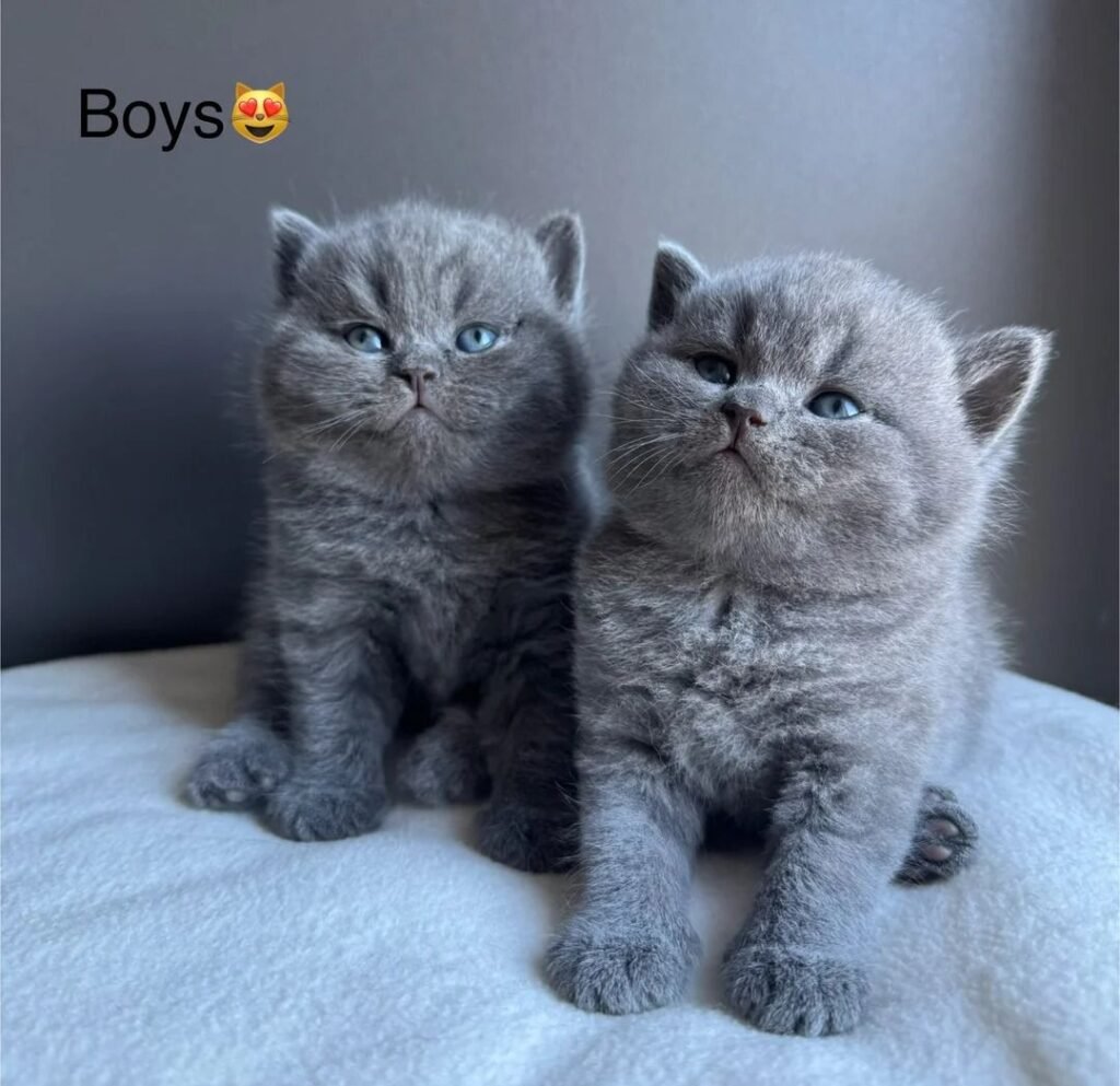 British Shorthair Kitten Costs: What to Expect in the U.S.