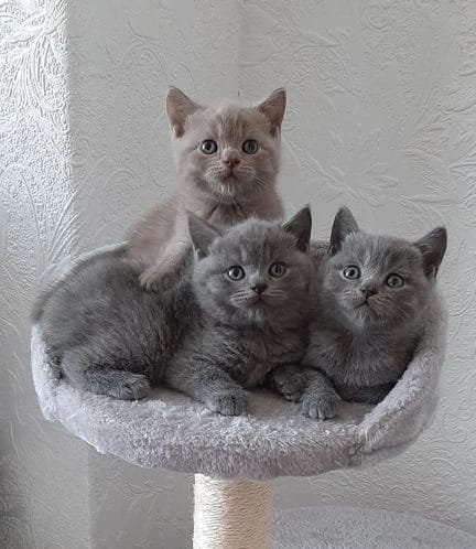 Why British Shorthair Kittens Are America's Hottest Pet Trend