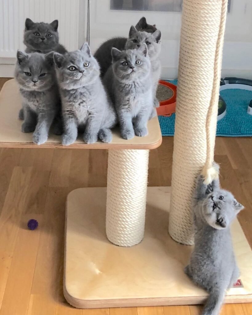 Pros and Cons of Buying a British Shorthair in the USA